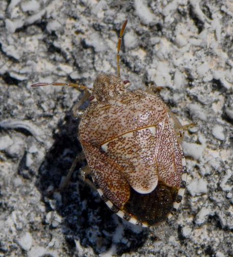 Staria lunata